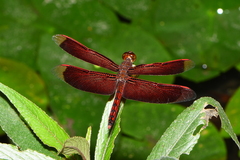 Neurothemis taiwanensis