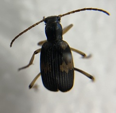 Pheropsophus