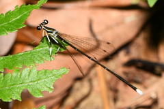 Pseudocopera ciliata