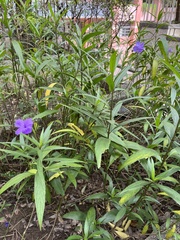 Ruellia simplex