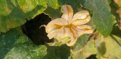 Cucurbita moschata