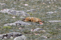 Marmota sibirica