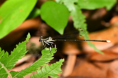 Pseudocopera ciliata