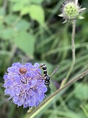 Conops quadrifasciatus