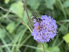 Conops quadrifasciatus