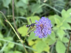 Conops quadrifasciatus