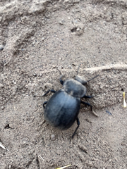 Tenebrionidae