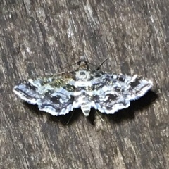 Diasemiopsis leodocusalis