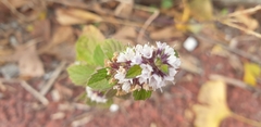 Mentha canadensis