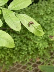 Prophysaon andersonii