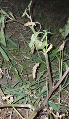 Physalis angulata