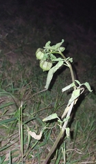 Physalis angulata