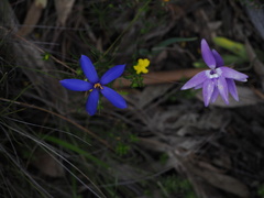 Cheiranthera alternifolia
