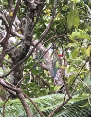 Platycercus eximius eximius