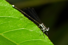 Pseudocopera ciliata
