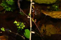 Ceriagrion auranticum