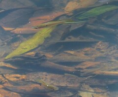 Xiphophorus hellerii