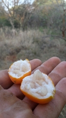 Trochomeria