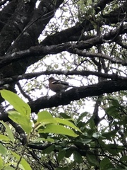 Fringilla coelebs gengleri