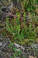 Zaluzianskya divaricata