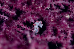 Hippocampus bargibanti