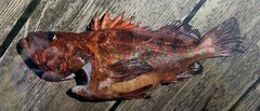 Sebastes ruberrimus