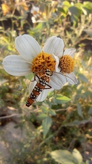 Atteva aurea