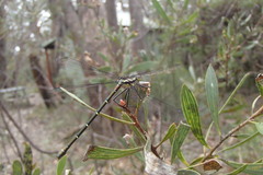 Austroargiolestes isabellae