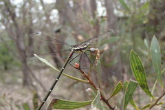 Austroargiolestes isabellae