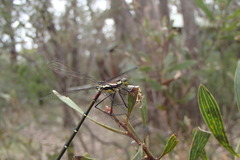Austroargiolestes isabellae