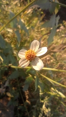 Bidens odorata