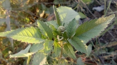 Bidens odorata