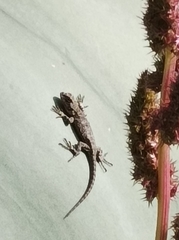 Sceloporus grammicus