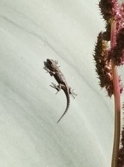 Sceloporus grammicus