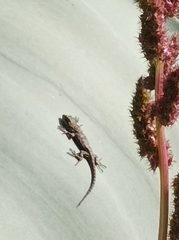 Sceloporus grammicus