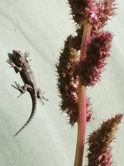 Sceloporus grammicus