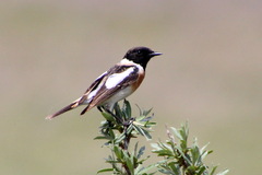 Saxicola maurus