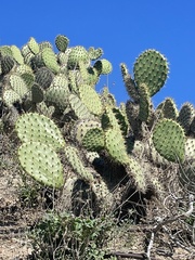 Opuntia oricola
