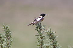 Saxicola maurus