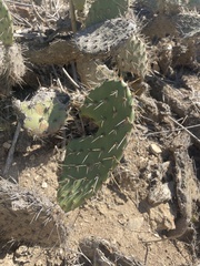 Opuntia oricola