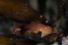Liparis mucosus