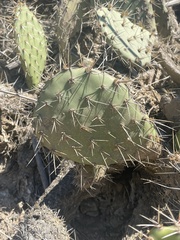 Opuntia oricola