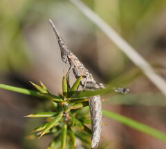 Vandiemenella viatica