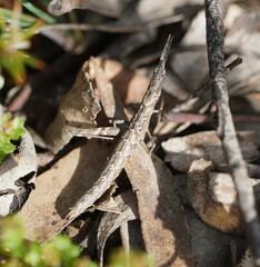 Vandiemenella viatica