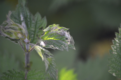 Anthophila fabriciana