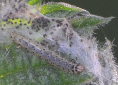 Anthophila fabriciana
