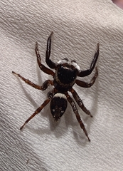 Hasarius adansoni