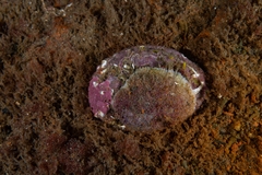 Haliotis kamtschatkana