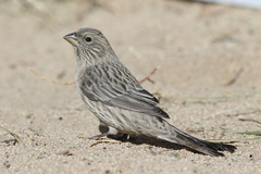 Carpodacus rhodochlamys