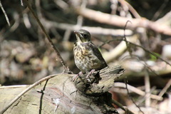 Turdus pilaris